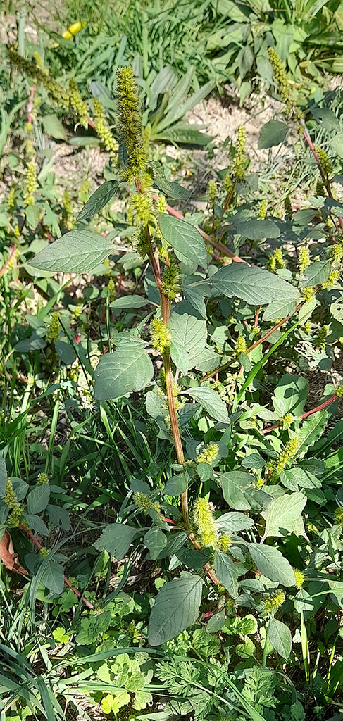 Amaranthus sp.